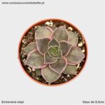 Echeveria impi