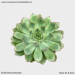 Echeveria pelusida