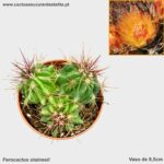 Ferocactus stainesii