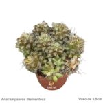 Anacampseros filamentosa