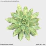 Graptoveria melody