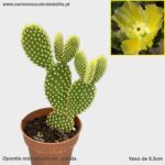 Opuntia microdasys var. pallida